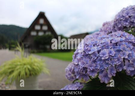 L'hortensia violet fleurit dans la vieille ville de Shirakawa-Go, Gifu, Japon Banque D'Images