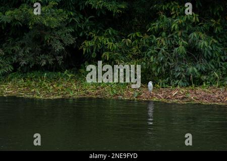 Egret sur la rive de la rivière en regardant l'eau pour peser les poissons ou les petits animaux pour la nourriture Banque D'Images