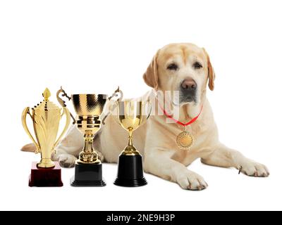 Retriever au labrador mignon avec une médaille d'or et des coupes de trophées sur fond blanc Banque D'Images