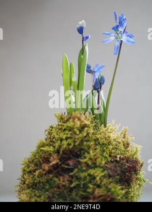 Gros plan d'une usine de Scilla siberica au printemps dans une boule de mousse de kokedama prise en février au Royaume-Uni Banque D'Images