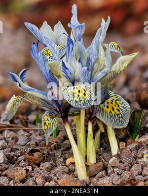 Iris reticulata 'Katharine Hodgkin' dans l'Alpinum à Aberglasney Gardens Banque D'Images