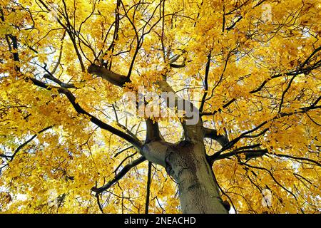 L'obovarie de Pignut (Carya glabra) en octobre, regardant la canopée de feuilles dorées glorieuses le jour de l'automne. Banque D'Images