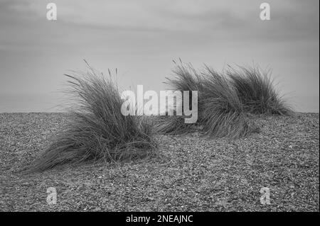 L'herbe de Maram sur une plage de stoney à Walberswick, Suffolk. Bon, bon jour. Banque D'Images