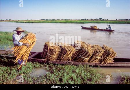 Homme transportant la récolte de mil sur son bateau, le rendant prêt pour le transport. Niamey - Niger Banque D'Images