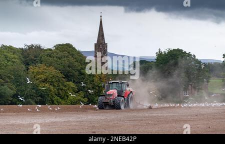 Forer des semences avec un Massey Ferguson 7618 le long de la rivière Eden sur le pont de Warwick, à Carlisle, sur un champ qui vient d'être chaudé, créant ainsi une poussière Banque D'Images