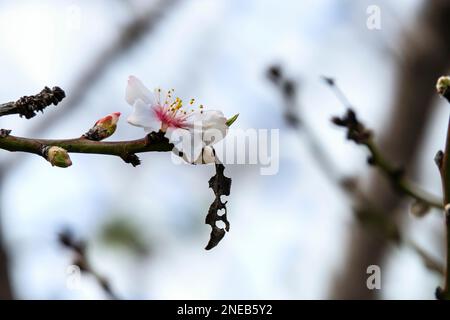 Fleurs et bourgeons de l'amandier se rapprochent entre les branches sur un fond flou Banque D'Images