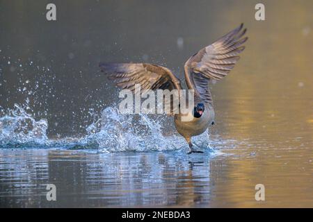 Klaxon fort, une grande Bernache du Canada mâle (branta canadensis) déploie son aile pour intimider ses rivaux alors qu'elle charge sur un lac lumineux. Banque D'Images