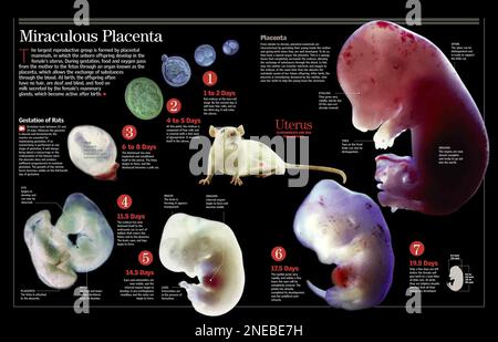 Infographie sur la gestation placentaire. [QuarkXPress (.qxp); 6259x4015]. Banque D'Images