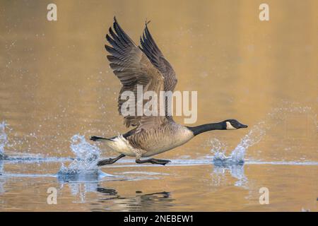 OIE pressée. Une Bernache du Canada mâle (branta canadensis) saute à travers les eaux d'un lac lumineux dans le Kent alors qu'elle poursuit un mâle rival. Banque D'Images