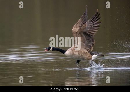 OIE pressée. Une Bernache du Canada mâle (branta canadensis) saute à travers les eaux d'un lac lumineux dans le Kent tout en étant pourchassée par un mâle rival. Banque D'Images