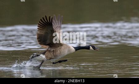 Une Bernache du Canada (branta canadensis) adulte se cache de l'autre côté d'un lac dans le Kent, en Angleterre. Banque D'Images