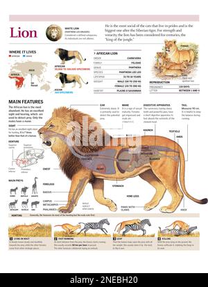 Infographies de l'habitat, de l'anatomie et de la méthode de chasse au lion. [Adobe Illustrator (.ai); 2480x3248]. Banque D'Images