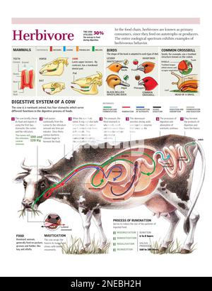Infographies du système digestif de la vache et exemples d'adaptations de différents herbivores. [Adobe Illustrator (.ai); 2480x3248]. Banque D'Images
