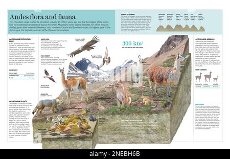 Infographie sur la faune et la flore de la chaîne de montagnes des Andes. [QuarkXPress (.qxp); Adobe InDesign (.indd); 5669x3661]. Banque D'Images