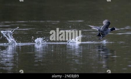 Un cocotte eurasienne (Fulica atra) saute à travers l'eau sombre d'un lac dans le Kent, en Angleterre Banque D'Images