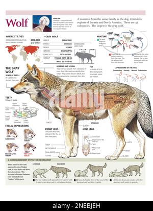 Infographies de l'habitat, de l'anatomie, de la méthode de chasse et de la reconnaissance hiérarchique dans le pack de loups gris. [Adobe Illustrator (.ai); 2480x3248]. Banque D'Images