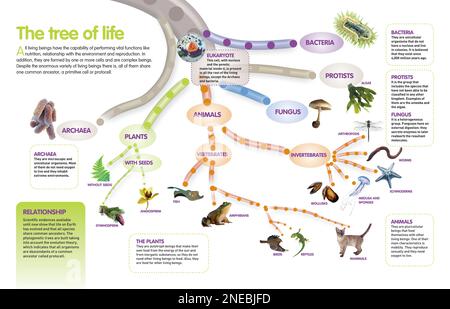Infographie de l'arbre évolutionnaire des êtres vivants qui descendent d'un ancêtre commun. [QuarkXPress (.qxp); Adobe InDesign (.indd); 4960x3188]. Banque D'Images