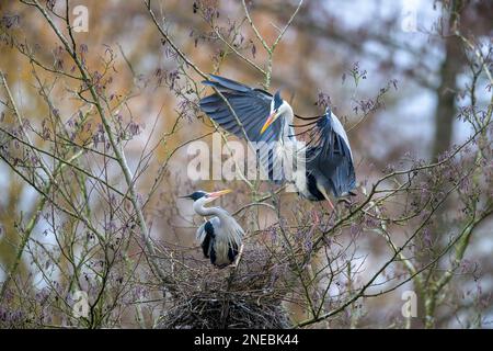 Un couple de hérons gris (ardea cinerea) construisent leur grand nid haut dans les branches os un arbre Banque D'Images