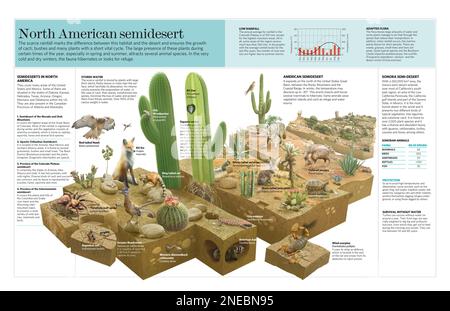 Infographie sur les caractéristiques climatiques, la flore et la faune du semi-désert en Amérique du Nord. [QuarkXPress (.qxp); Adobe InDesign (.indd); QuarkXPress (.qxd); 5669x3661]. Banque D'Images