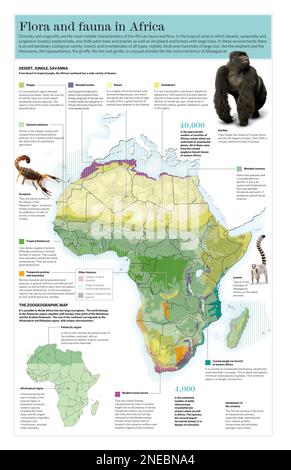 Infographie sur les biomes et les écosystèmes du continent africain, sa flore et sa faune. [Adobe Illustrator (.ai); 3661x5669]. Banque D'Images