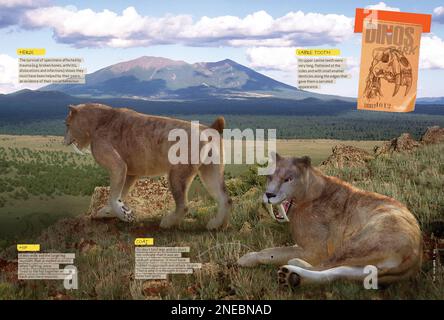 Infographies sur les caractéristiques physiques les plus remarquables du Smilodon, une féline de la période Pléistocène de l'ère cénozoïque. [QuarkXPress (.qxp); 4842x3248]. Banque D'Images