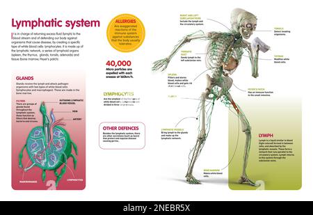 Infographie qui décrit les fonctions et les composants du système lymphatique et la structure du ganglion. [QuarkXPress (.qxp); Adobe InDesign (.indd); QuarkXPress (.qxd); 4960x3188]. Banque D'Images