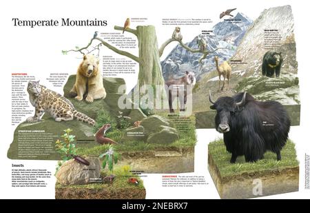 Infographie sur l'habitat des montagnes tempérées, avec les espèces animales et végétales qui habitent la chaîne de montagnes de l'Himalaya. [QuarkXPress (.qxp); QuarkXPress (.qxd); 6259x4015]. Banque D'Images