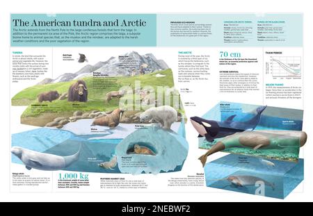 Infographie sur les caractéristiques, la faune et la flore de la toundra américaine et des régions polaires. [QuarkXPress (.qxp); Adobe InDesign (.indd); QuarkXPress (.qxd); 5669x3661]. Banque D'Images