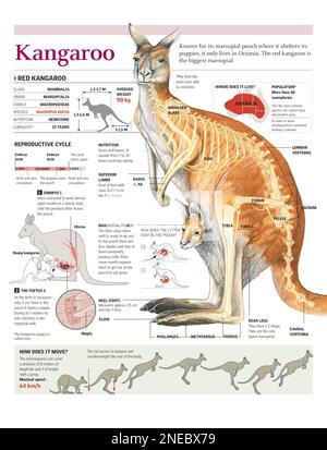 Infographies de l'anatomie, de la répartition géographique, du cycle reproducteur et de la locomotion du kangourou. [Adobe Illustrator (.ai); 2480x3248]. Banque D'Images