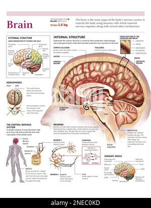 Infographie sur la structure interne et externe du cerveau, les fonctions du système nerveux central et des neurones. [Adobe Illustrator (.ai); 2480x3248]. Banque D'Images