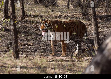 Un tigre du Bengale mâle sauvage tirant sa langue dans les forêts de la réserve de tigres de Ranthambore, située à Sawai Madhopur Banque D'Images