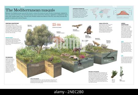 Infographie sur le maquis méditerranéen ou le biome du gommage. [QuarkXPress (.qxp); Adobe InDesign (.indd); 5669x3661]. Banque D'Images