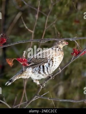 Mésse à revers femelle (Bonasa umbellus) perchée sur une branche et mangeant des fruits de canneberge, à la verticale Banque D'Images