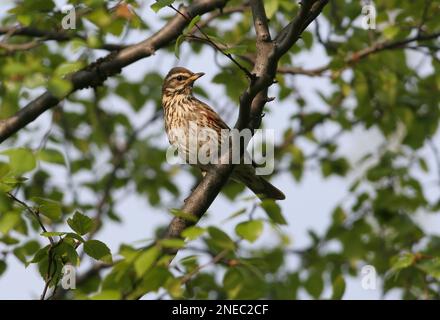 Redwing (Turdus iliacus) adulte perchée dans un bouleau Pasvik Valey, Norvège Juin Banque D'Images