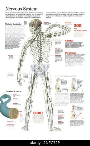 Infographie sur le système nerveux humain, la structure des nerfs, leur fonction et les actions réflexes. [QuarkXPress (.qxp); 6259x4015]. Banque D'Images