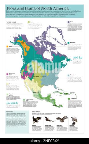 Infographie sur les différents biomes qui existent sur le sous-continent nord-américain. [QuarkXPress (.qxp); Adobe InDesign (.indd); QuarkXPress (.qxd); 3661x5669]. Banque D'Images