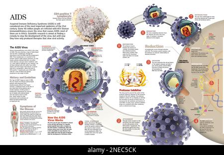 Infographie de l'infection par le virus du sida depuis le moment où il envahit la cellule jusqu'à sa propagation, et les conséquences du système immunitaire. [QuarkXPress (.qxp); 6259x4015]. Banque D'Images