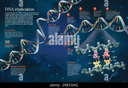 Infographie de la composition de l'ADN et du processus par lequel il se réplique afin de générer des cellules nouvelles et identiques. [QuarkXPress (.qxp); 6259x4015]. Banque D'Images