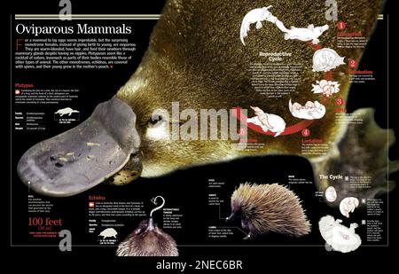 Infographie sur les monotrèmes, les mammifères pondeux et leur reproduction. [QuarkXPress (.qxp); 6259x4015]. Banque D'Images