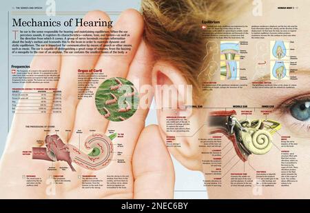 Le sens de l'audition et les mécanismes de l'audition sont expliqués. L'infographie comprend trois parties du système auditif (oreille externe, milieu et intérieur), le traitement du son et des éléments concernés, ainsi qu'un tableau de fréquence de comparaison. Il illustre également le sens de l'equlibrium. [6259x4015]. Banque D'Images