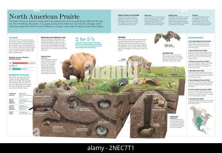 Infographie sur les caractéristiques climatiques, la flore et la faune de la prairie nord-américaine. [QuarkXPress (.qxp); Adobe InDesign (.indd); QuarkXPress (.qxd); 5669x3661]. Banque D'Images