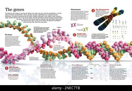 Infographie sur la structure de l'ADN et le mécanisme de l'héritage génétique chez les personnes. [QuarkXPress (.qxp); 6259x4015]. Banque D'Images