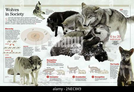 Infographie sur le comportement social des loups. [QuarkXPress (.qxp); 6259x4015]. Banque D'Images