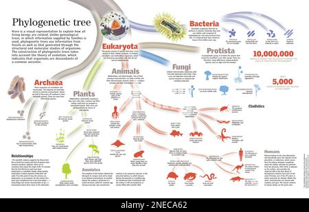 Infographie de l'arbre phylogénétique de tous les êtres vivants. [QuarkXPress (.qxp); 6259x4015]. Banque D'Images