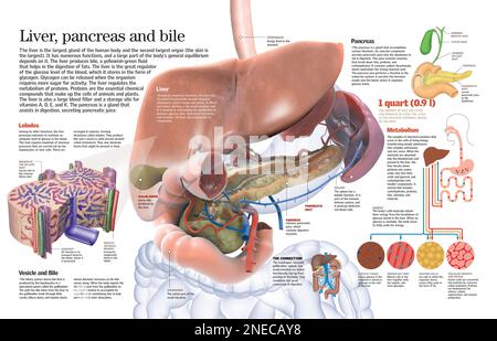 Infographie sur la structure et la fonction du foie, du pancréas et de la vésicule biliaire. [QuarkXPress (.qxp); 6259x4015]. Banque D'Images