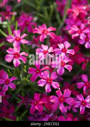 Fleurs de Phlox rampant Banque D'Images