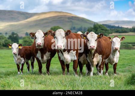Troupeau de vaches et de veaux d'Hereford dans un pâturage de haut niveau sur un système de boeuf nourri à l'herbe. Cumbria, Royaume-Uni Banque D'Images