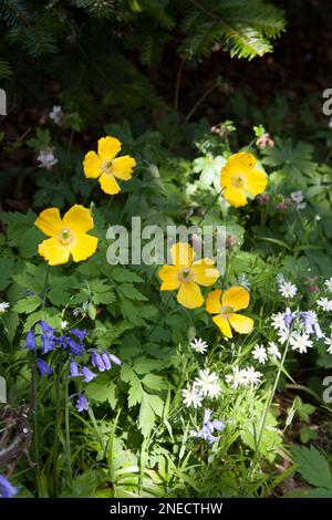 Jardin du cottage de début d'été avec des coquelicots de Californie, Stitchwort et Bluebells Banque D'Images