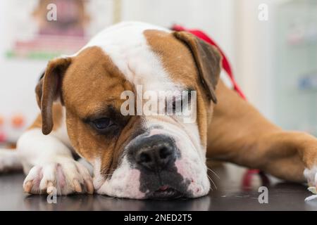 Chien avec ulcère cornéen. Race de Bulldog anglais Banque D'Images