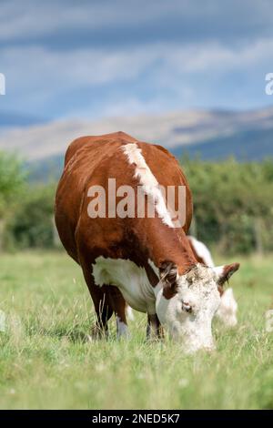 Le bétail de Hereford, une race britannique indigène, paître sur un pâturage luxuriant dans la vallée de la Lune, près de Kirkby Lonsdale, Cumbria, Royaume-Uni. Banque D'Images